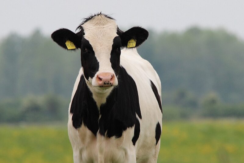 Global organic dairy market outlook Global organic dairy market outlook